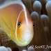 anemonefish_pink_bh_h_0290_pal0980.jpg